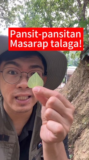 Pansit-pansitan is edible | Ethan Hernandez