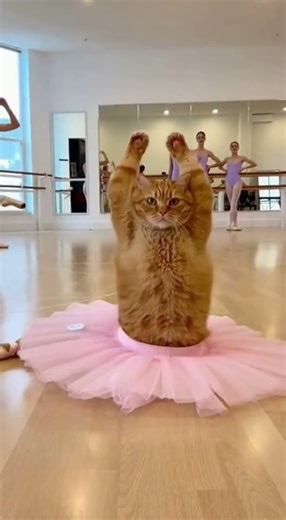 lets DANCE✅ #ai - #catmemes #relatable #cat #memes #short #shortvideo