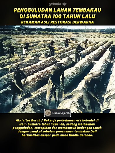 Pada tahun 1920-an, tahap persiapan lahan tembakau di Deli, Sumatra Timur (kini Sumatra Utara) dikenal sebagai pengguludan, yaitu pembuatan bedengan atau guludan berupa gundukan tanah memanjang yang dipisahkan parit kecil. Proses ini merupakan bagian dari land preparation sebelum bibit tembakau ditanam, dilakukan secara manual dengan cangkul seperti terlihat dalam rekaman. Pengguludan sangat penting bagi kualitas tembakau Deli terutama jenis pembungkus cerutu premium (Deli wrapper tobacco). Tana