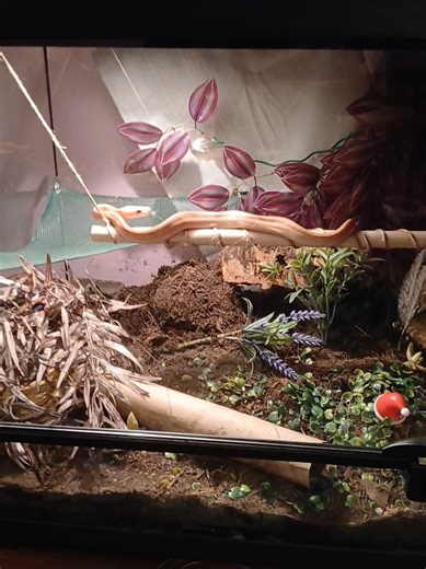 I love it when they sniff around X3 i know they do it for a reason it's just so dang cute I can't get over it! he loves climbing around like this when he first wakes up for the night #ballpython #fyppppppppppppppppppppppp #kimchithesnake #snakefeeding #feedingtime