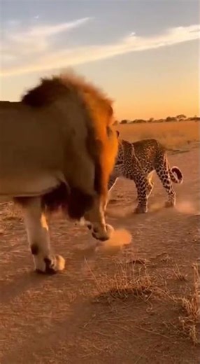 Leopard vs Lion – The Ultimate Predator Showdown in 4K || lion attack at leopard