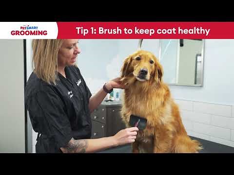 How to Treat Dry Skin in Dogs and Cats | PetSmart Grooming Tips