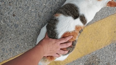 clip-4149395517-cat-enjoying-when-owner-scratch-base-tail
