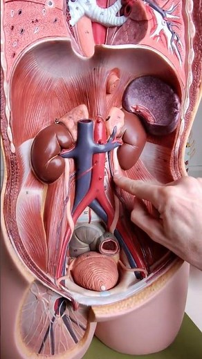 Kidney stones descending in the ureter give a loin to groin pain presentation #anatomy