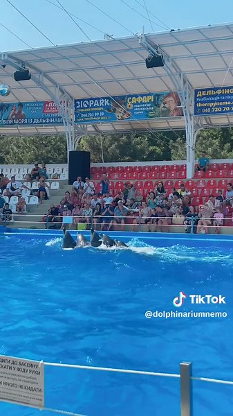dolphinarium.nemo на TikTok