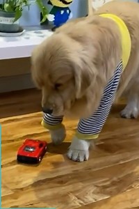 3.7M views · 66K reactions | This is an Oscar worthy performace... 藍磊 | The Woof World | Facebook