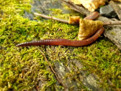 Regenwürmer - Lumbricus terrestris