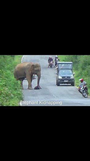 Elephent srilanka | International Anti Corruption Association