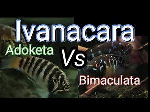 Ivanacara: Adoketa VS Bimaculata