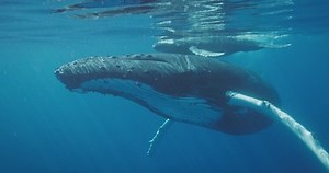 Underwater View Humpback Whale Swimming Very Stock Footage Video (100% Royalty-free) 1047164440 | Shutterstock