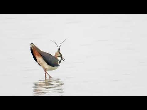 Lapwing song and contact call 4K
