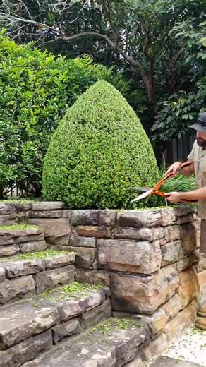 Hand-Clipped Boxwood Topiary Trimming | Satisfying Hedge Shears Technique