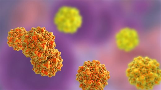 Understanding Parvovirus B19: Identifying Risks and Recognizing Symptoms – Archyde