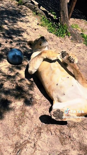 Crazy Binta girl 🥰 #NOTpets #lion #lions #lioness #cute #funny #lol #belly #bigbelly #bigcat #bigcats #cat #cats #animal #animals #fl #florida #fyp