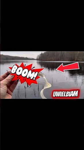 The BEST bait for PIKE #fishing