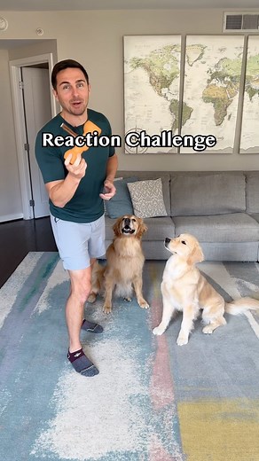 Best of 5 reaction time challenge with the new Bow Wow Buddy as the grand prize! This safety device prevents choking and intestinal blockage. Plus, the new version of the buddy now secured more long term chews such as bully sticks, collagen stick, cheese chews, split antlers, and more. Link in bio or promo GOLDEN for 10% off if you want one. @bowwowlabs #bwlpartner #goldenretrieverlife #dog #puppy #dogtraining #smile #bffs | Ellie Golden Life