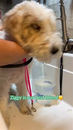 ✨ Silent world, steady hands. This deaf Wire Fox Terrier rocked her groom today✂️🐾✨ When grooming a disabled pup, safety and clarity come first. Without sound cues, every touch needs purpose, every movement needs patience. A quiet, controlled setup helps prevent sudden startles, reduces anxiety, and keeps the entire experience calm and secure. 💛✂️ Disabled dogs deserve groomers who meet them where they are—gentle hands, clear communication, and a focus on building trust every step of the way. 