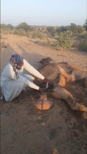 صراع الفقراء في الصحراء | حياةُ الإِبِلِ تَرتَوِي مِنقطرات الماء