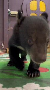 A little bear cub. #wildlife #animals #animallove #bear #lovebear | Life Time Wild