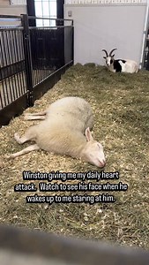 I would like it publicly known that I do not appreciate this style of napping. While I know it means they are super comfy and feel safe, it gives me a heart attack every time. Especially when the napper (Winston… I’m looking at you) does not respond to their name being called 🫣. His little face when he woke up and saw me staring at him was how I imagine I look when I jolt awake from a nap with no idea what time or day it is. He has no regrets, and doesn’t feel bad one bit about scaring me. He w