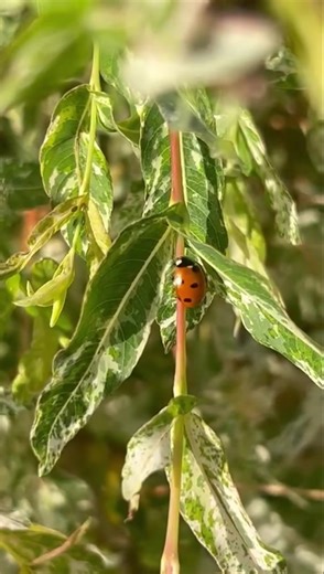 1.1K views | Trevs kind deed of the day x | Discount Home & Garden Centre | Facebook