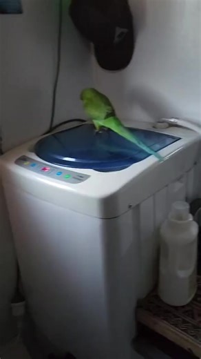 3K views · 72 reactions | obsessed with washing machine spin cycle... #parrot #birdsofreels #petsofreels #talkingparrot #birds #comedy #pet #parrotlife #adorable #cute | Megan | Facebook