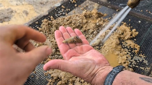 He was digging for fossils when a beautiful great white tooth stopped everyone cold