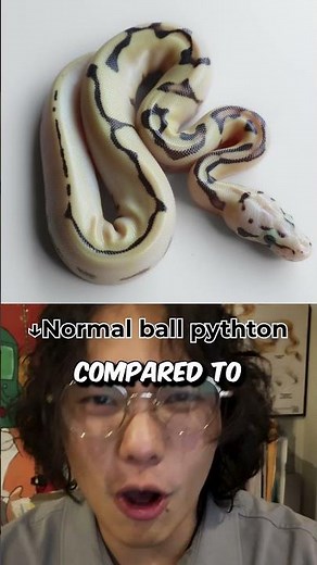 what is that? #BallPython #reptiles #morph #python #funny #comedy