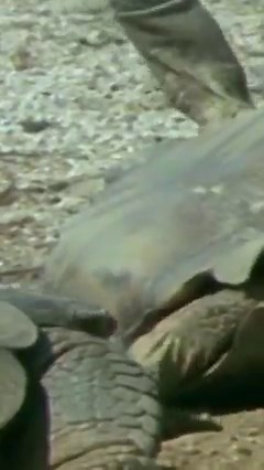 23K views · 37 reactions | Narrated by Tony Robinson, this three-part series takes a curious look at the most important stages of life: birth, reproduction, and death. #tortoise #nature #onlyhuman #fights #wildlife | Only Human | Facebook