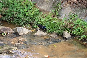 Urban Ecology Spotlight: Tanyard Creek's Biodiversity - The River Basin Center