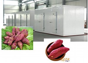 [Hot Item] 0º C Cold Room Cold Storage for Sweet Potato Storage