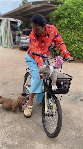 นั่งกินลมชมวิวสบายใจ🌈🙊 #pets #dogs #funnydogs