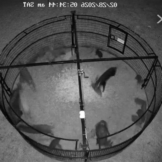 Caught Hog 15’ drop trap #hogtrapping #caughthog #pig #hunting #hoghunting