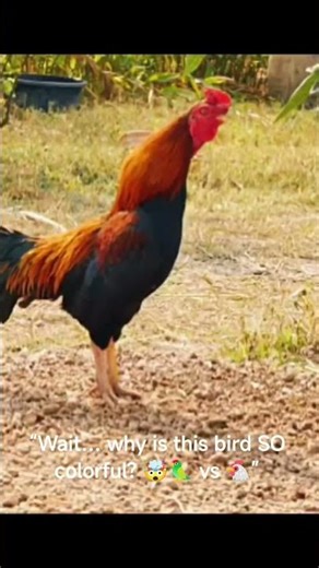Which Bird Has the Craziest Colors? #shorts #nature #fyp