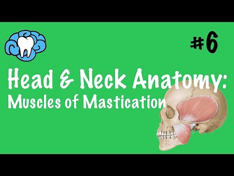 Head & Neck Anatomy | Muscles of Mastication | INBDE