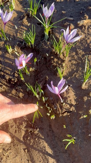 Easy to grow, low maintenance and it can produce the world‘s most expensive spice. saffron | Shesrootedhomesaffron