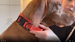 Watch KCUCOP Dog collars for medium and large dogs on Amazon Live