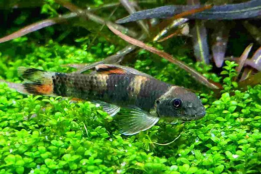 Panda Garra – Detailed Guide: Care, Diet, and Breeding - Shrimp and Snail Breeder
