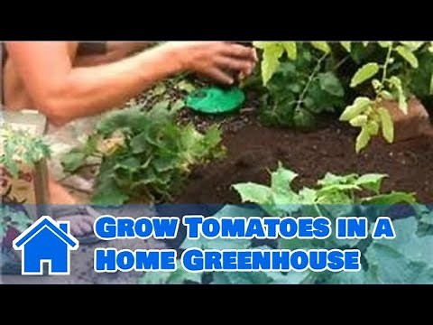 Tomato Gardening : How to Grow Tomatoes in a Home Greenhouse