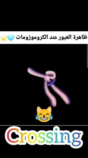 ظاهرة العبور الوراثي Genetic crossing over