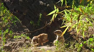 Close up video of two meerkat, mongooses, suricates, standing on a ground, looking around. ProRes 10 bit.