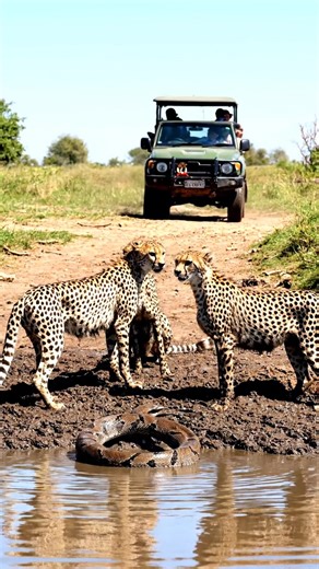 Cheetahs vs. Giant Python: Epic African Standoff! 🐾🐍🌍 Witness an incredibly rare and tense wildlife standoff as a group of young cheetahs confronts a massive rock python at a muddy watering hole in the heart of the African savanna. Experience the raw, unfiltered drama of nature in stunning 4K. This realistic wildlife documentary captures a nail-biting encounter between three curious cheetahs and a defensively coiled rock python. Watch as one brave cheetah cautiously tests the snake, while tou
