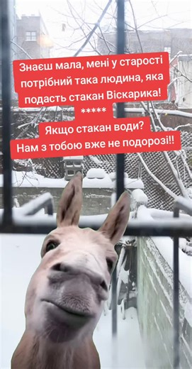 Filmy użytkownika ivanchuk_ua (@ivanchuk_ua) z muzyką оригинальный звук - Жанна❤️Виталий