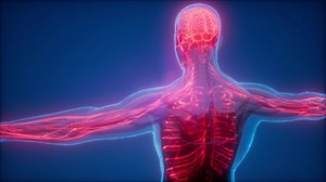 Science, Anotomy, Human Body