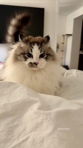 Airplane George strikes again! #sirgeorge #ragdoll #zoomies | Sir George