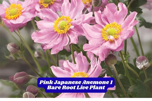 Pink Japanese Anemone Bare Root Plant: Hardy Fall Blooming Perennial - Etsy
