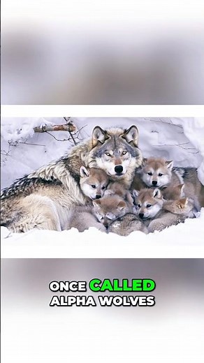 The Real Alpha Animal. #wolves #animalfacts