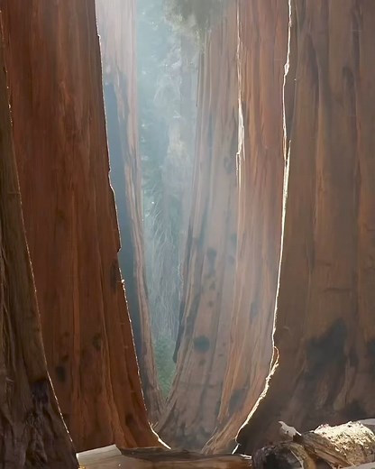 5.8K views · 305 reactions | Sequoia National Park, located in California, is known for its giant sequoia trees, including the General Sherman Tree, which is one of the largest trees on Earth. The park is also famous for its rugged mountain landscapes and underground caves, making it a popular destination for outdoor enthusiasts and nature lovers.  @tylerwayneglass Credit: @national_archaeology | Ancient Civilizations | Facebook