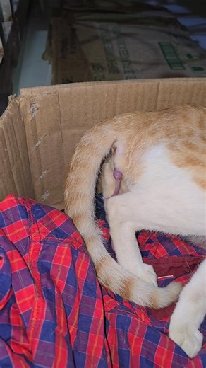 Andaman Baby on Instagram: "Why my cat's tail only came out first?? #cat #kitten #catdelivery #catlover #catmom"