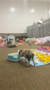 2.7K views · 280 reactions | AZ Micro Mini Pigs on Reels | Facebook